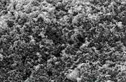 A magnified image of carbon black after processing with the Star Burst device
